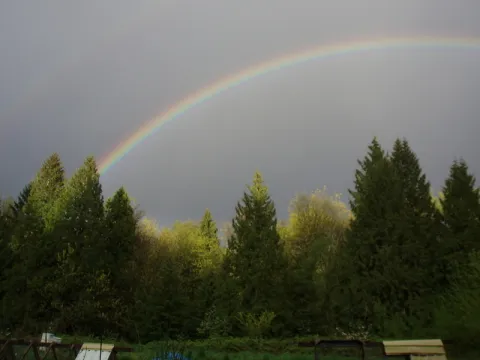 A Rainbow in the Forest