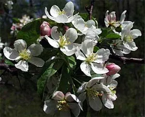 Apple Malus pumila