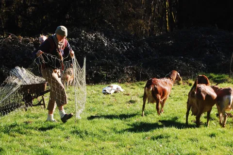 Goats!