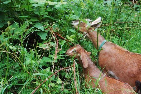 Goats Browsing