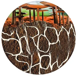 Shroom Show.jpg