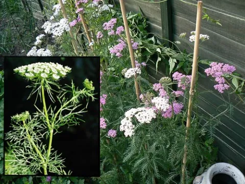 Yarrow Achillea millefolium