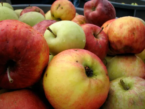 cider apples.jpg
