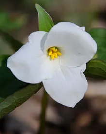 trillium