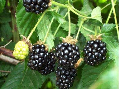 Blackberry Rubus fruticosus