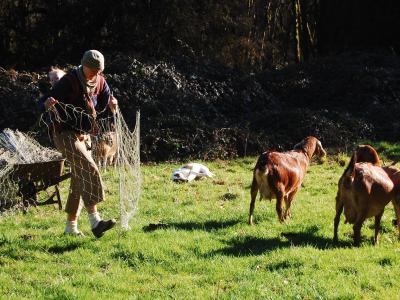 Goats!